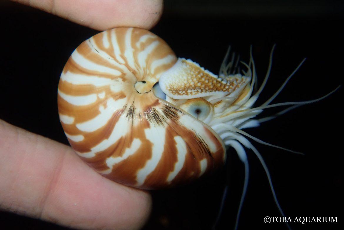 野生と飼育の研究から見えてきたオオベソオウムガイの生態
