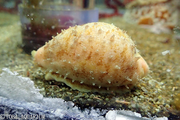 日本の宝が登場 珍しい生きたニッポンダカラを初展示 | 鳥羽水族館