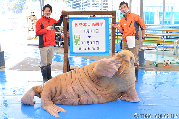 今年もセイウチが 税を考える週間 をpr イベント 新着情報 鳥羽水族館公式ホームページ