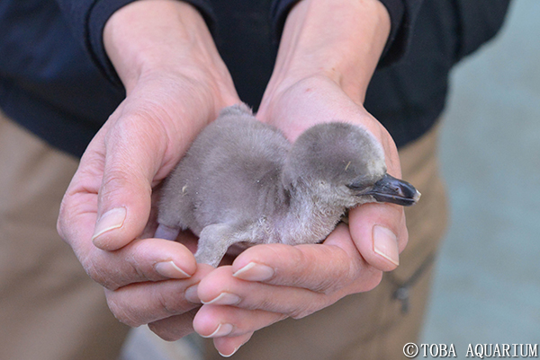 フンボルトペンギンに赤ちゃん誕生 イベント 新着情報 鳥羽水族館公式ホームページ
