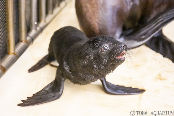 ミナミアフリカオットセイに赤ちゃんが誕生しました イベント 新着情報 鳥羽水族館公式ホームページ