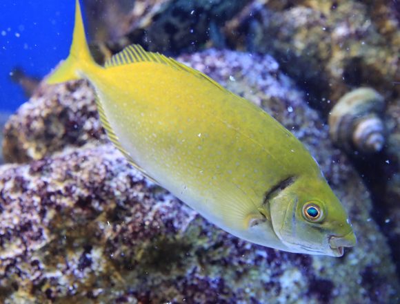 スズキ目 生きもの図鑑 鳥羽水族館