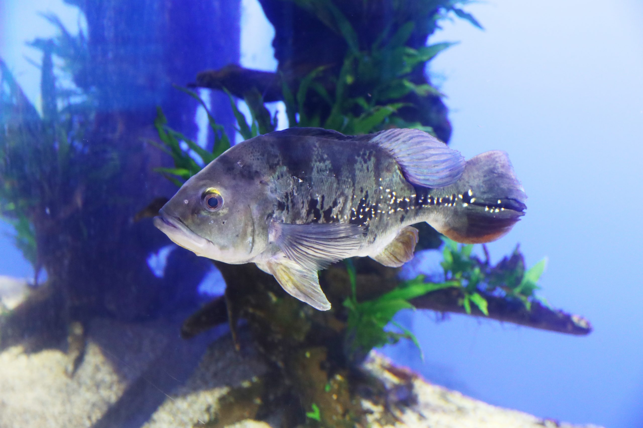 サンゴ砂 SS 分厚かっ パウダー 海水魚 シクリッド アフリカン 