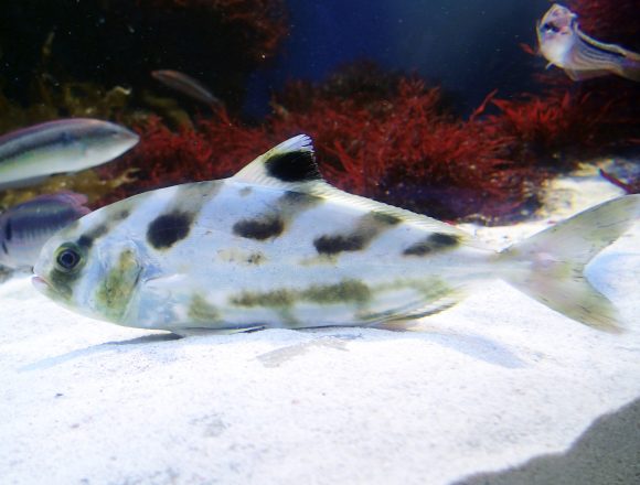 スズキ目 生きもの図鑑 鳥羽水族館 スズキ目 生きもの図鑑 鳥羽水族館