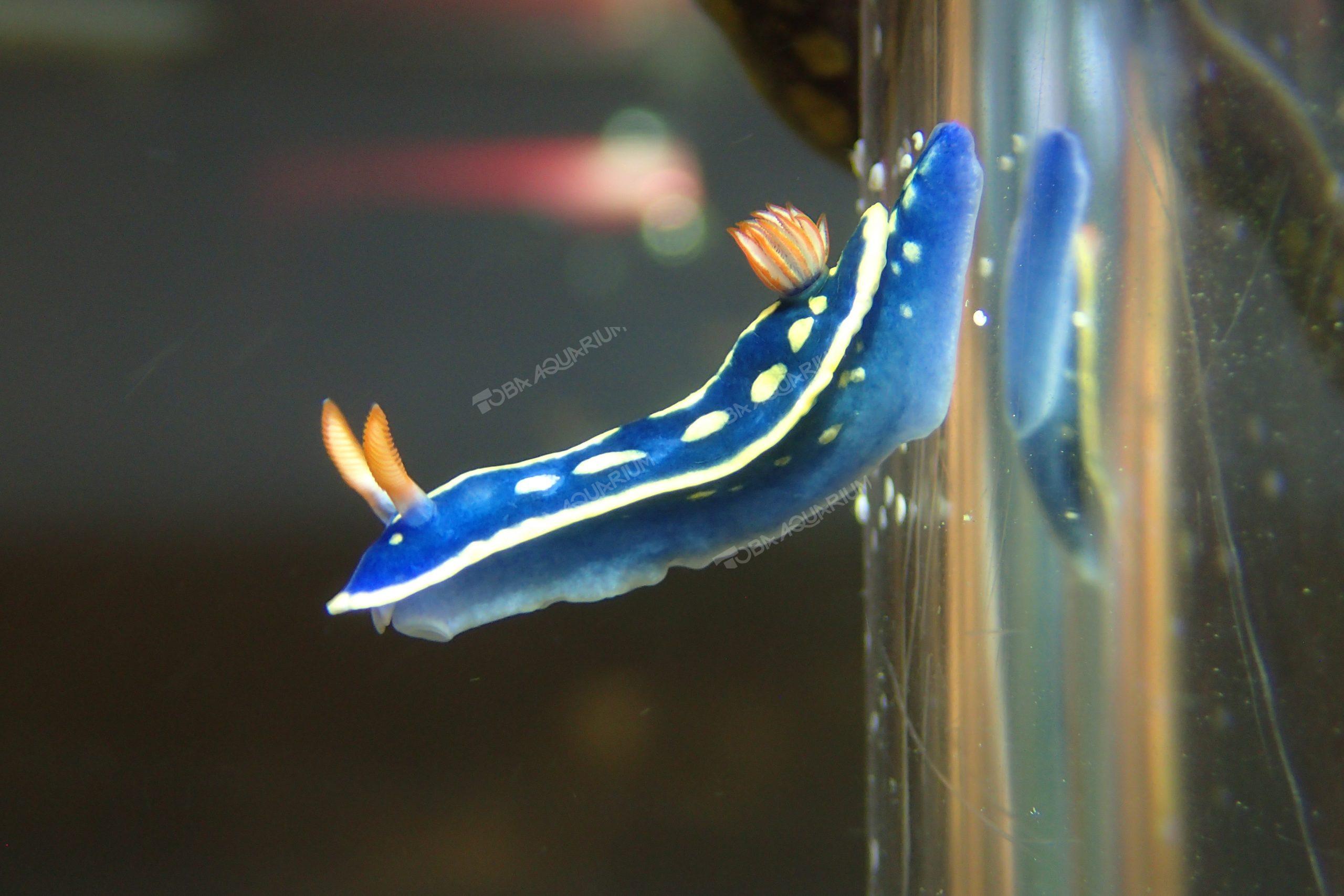 アオウミウシ 生きもの図鑑 鳥羽水族館 アオウミウシ 生きもの図鑑 鳥羽水族館