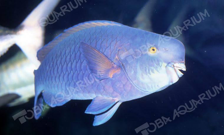 アオブダイ 生きもの図鑑 鳥羽水族館