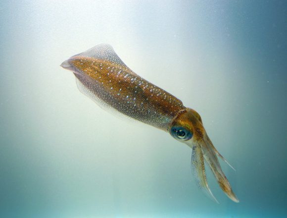 無脊椎動物 生きもの図鑑 鳥羽水族館 無脊椎動物 生きもの図鑑 鳥羽水族館