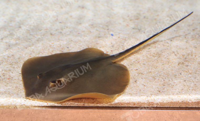 アカエイ 生きもの図鑑 鳥羽水族館