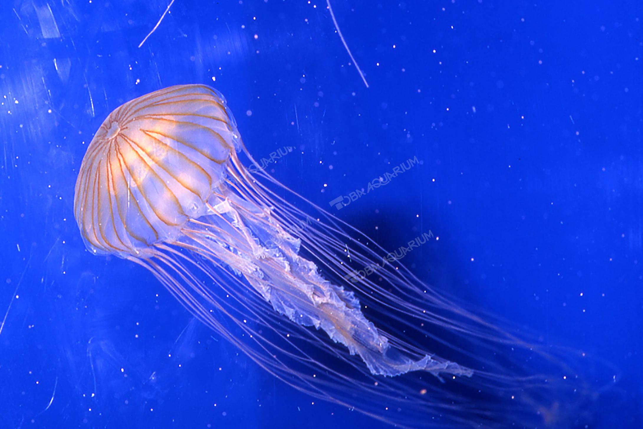 アカクラゲ 生きもの図鑑 鳥羽水族館