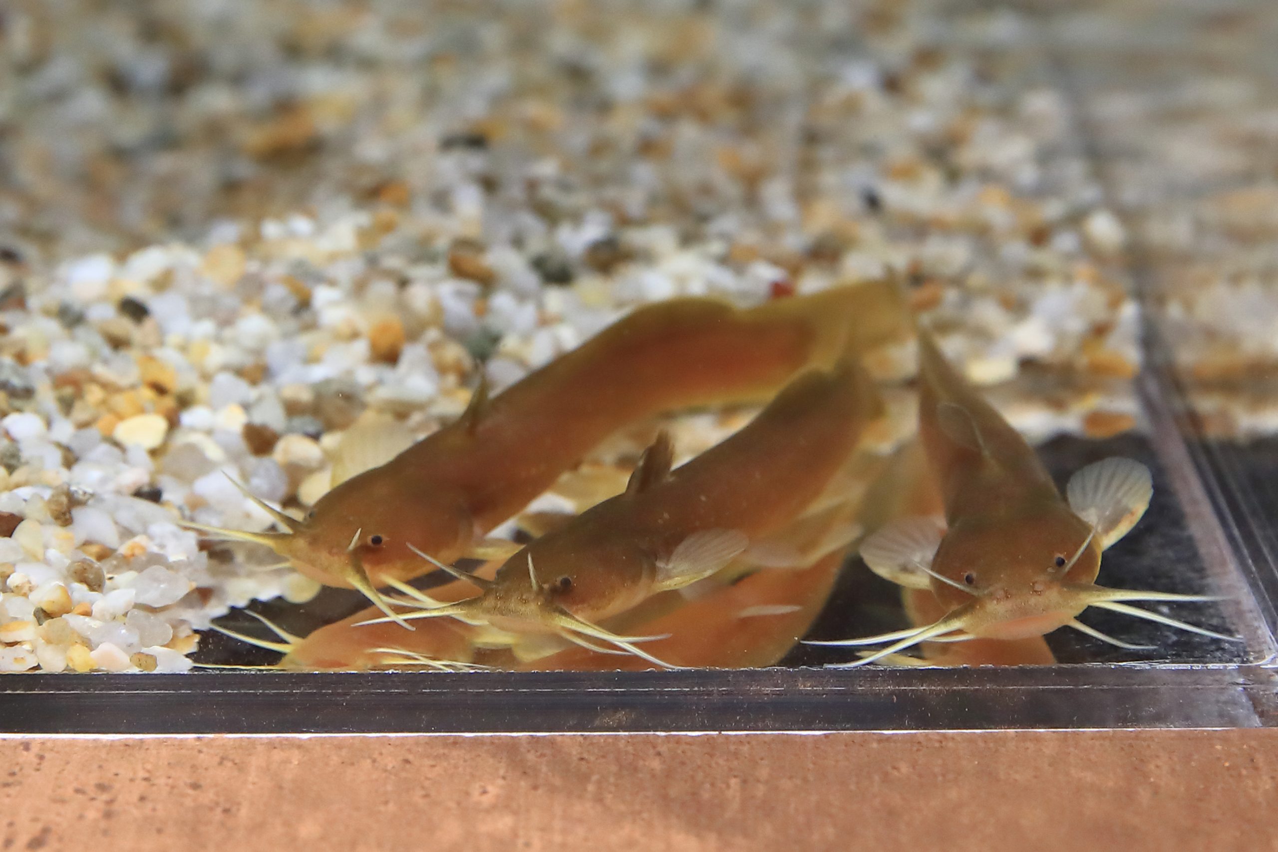 アカザ 生きもの図鑑 鳥羽水族館 アカザ 生きもの図鑑 鳥羽水族館