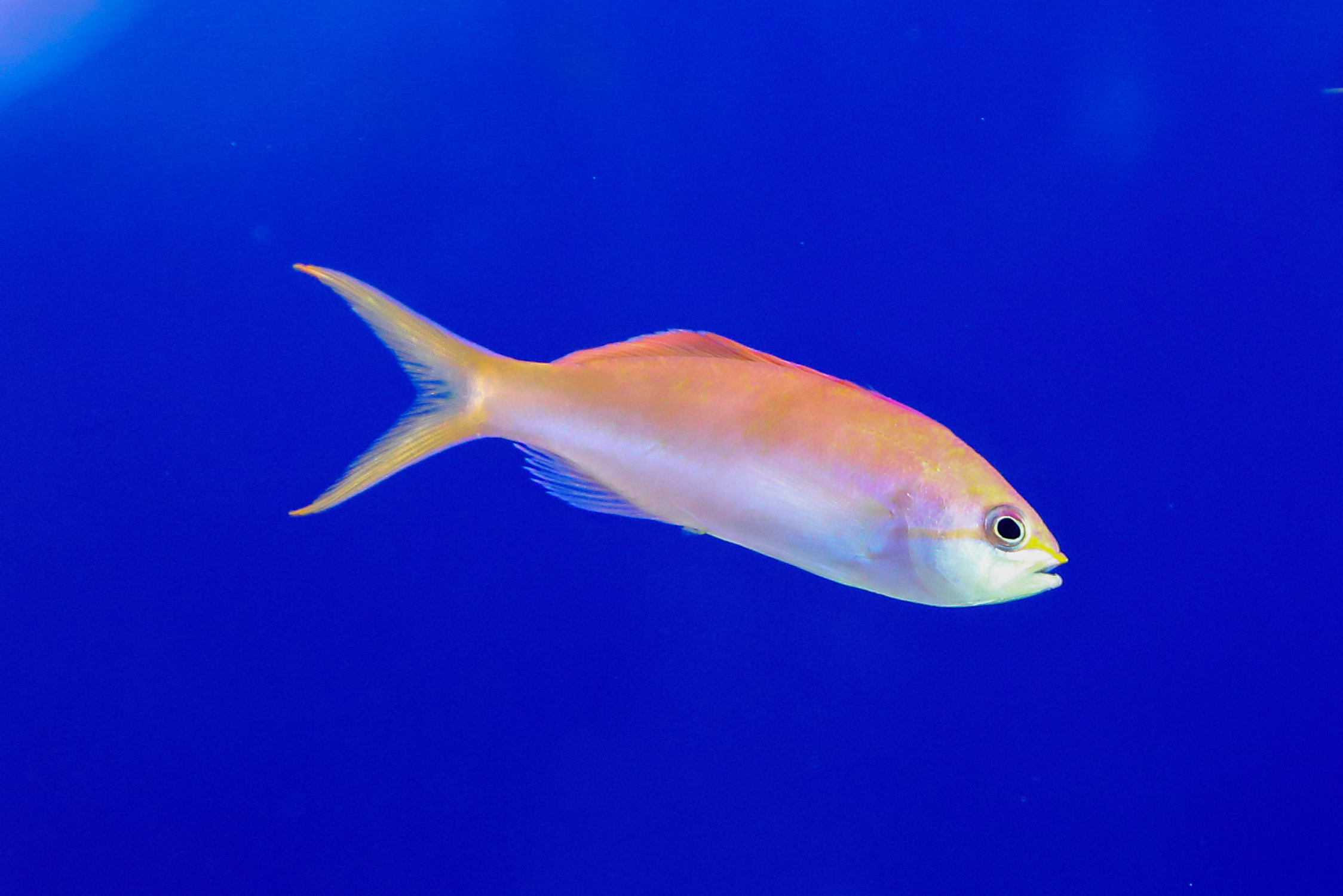 アカネハナゴイ 生きもの図鑑 鳥羽水族館 アカネハナゴイ 生きもの図鑑 鳥羽水族館