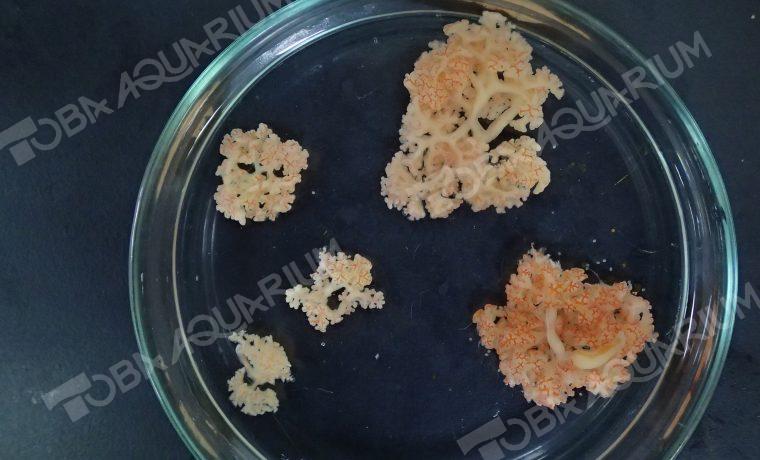 Dendrogaster アカヒトデシダムシ - 生きもの図鑑 鳥羽水族館