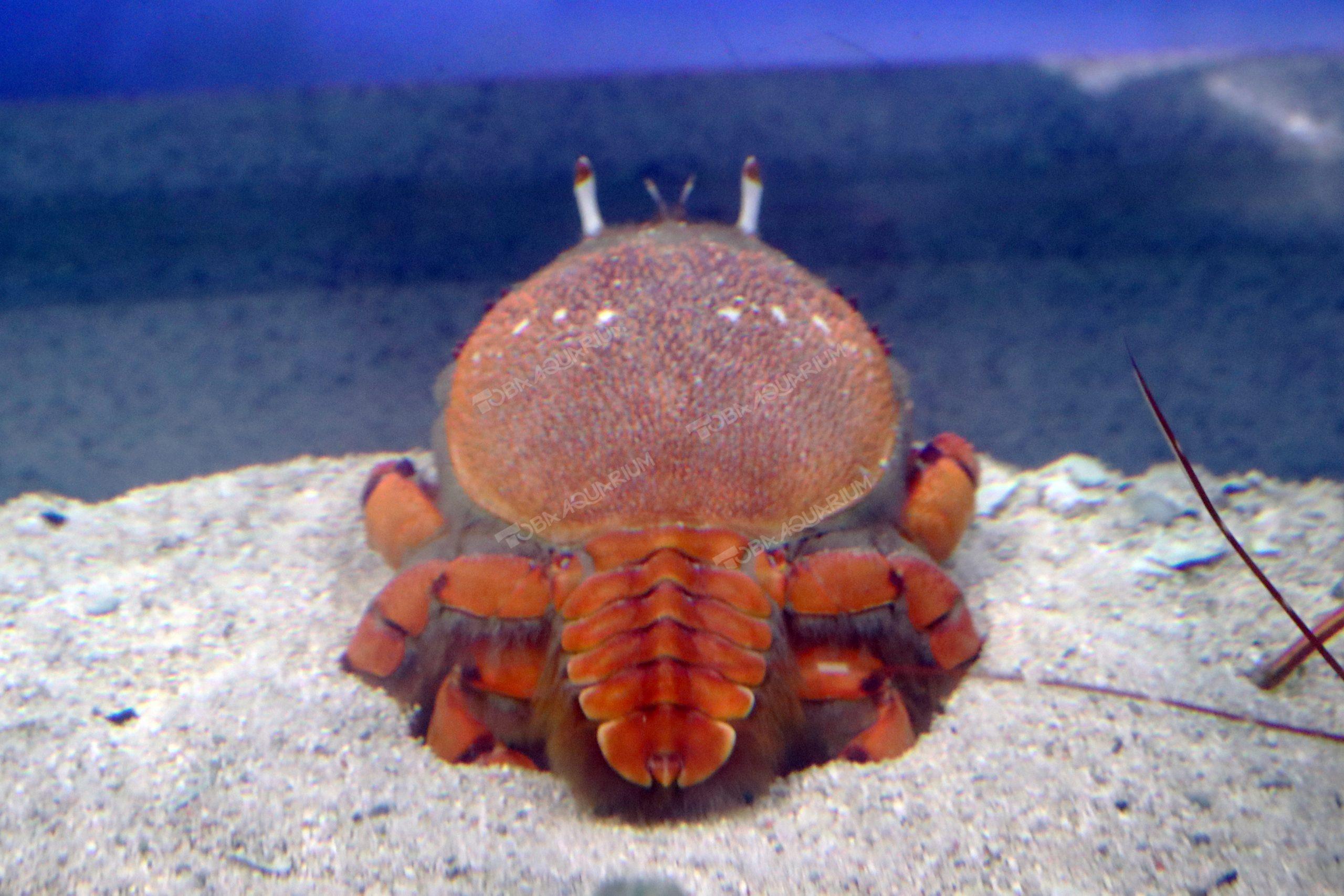 アサヒガニ 生きもの図鑑 鳥羽水族館 アサヒガニ 生きもの図鑑 鳥羽水族館