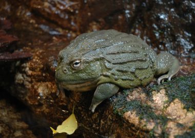 Pyxicephalus Adspersus