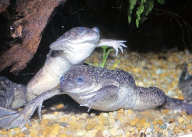 ネッタイツメガエル 生きもの図鑑 鳥羽水族館