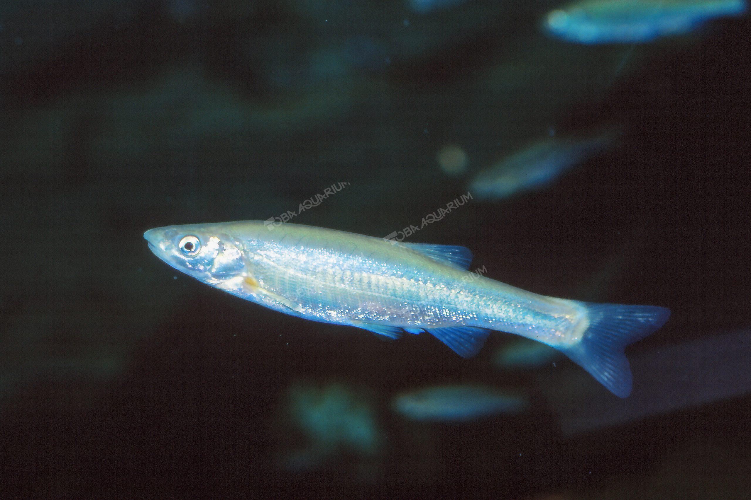 アブラハヤ 生きもの図鑑 鳥羽水族館 アブラハヤ 生きもの図鑑 鳥羽水族館