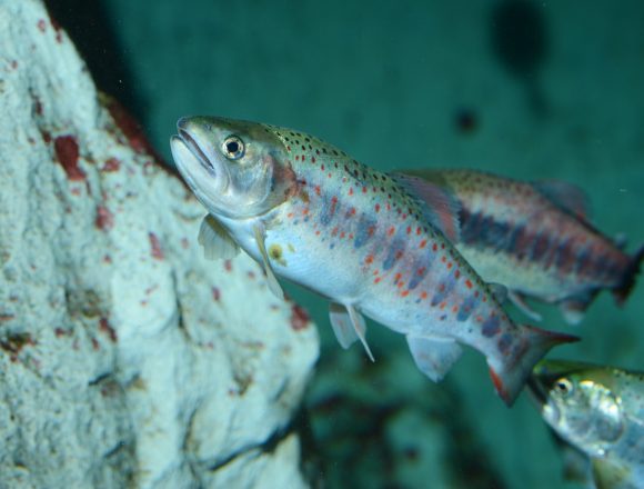 サケ科 生きもの図鑑 鳥羽水族館