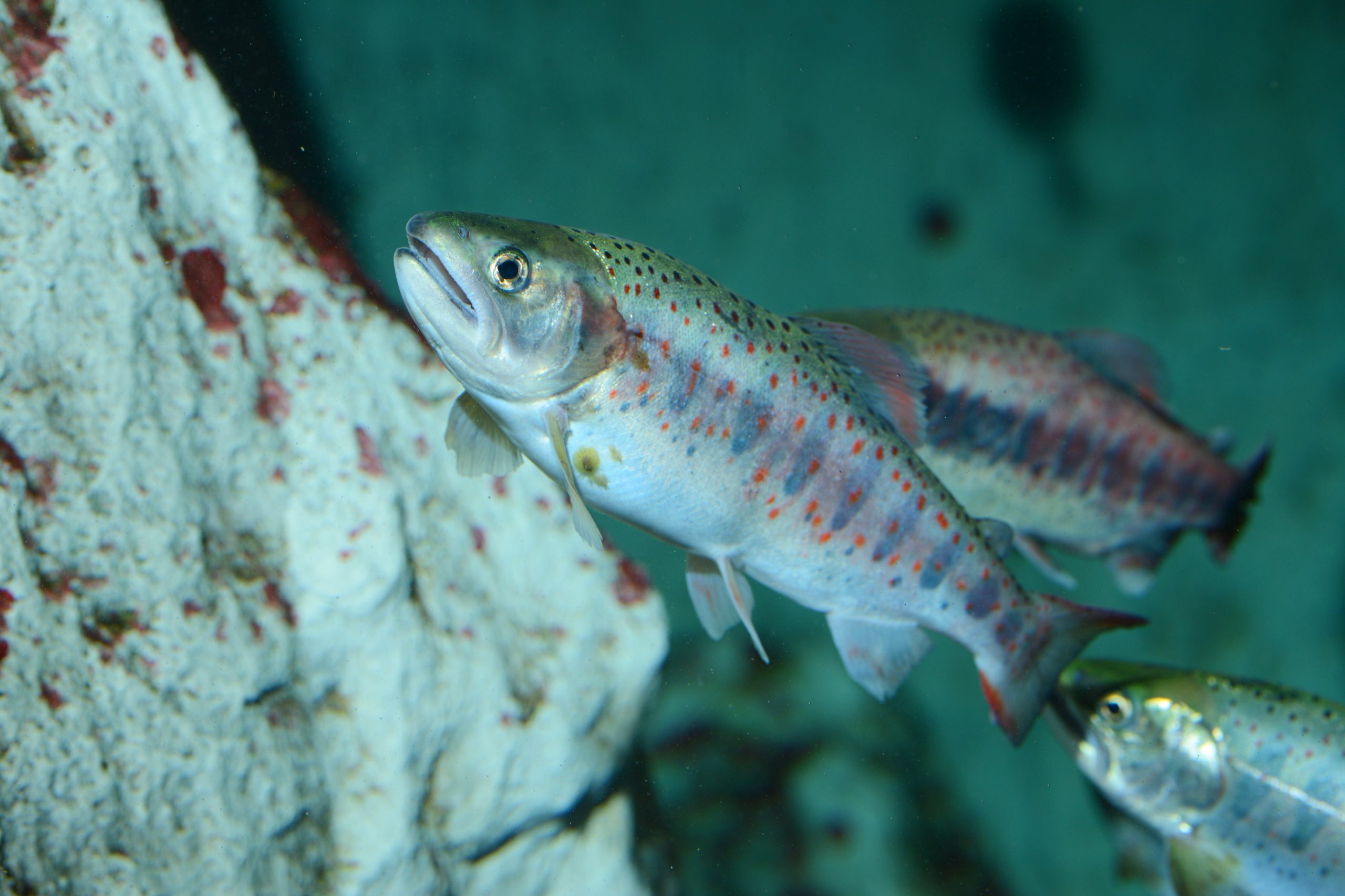 アマゴ 生きもの図鑑 鳥羽水族館
