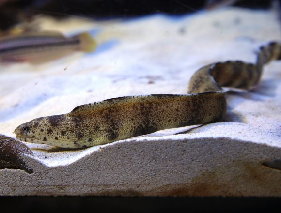 ウナギ目 生きもの図鑑 鳥羽水族館