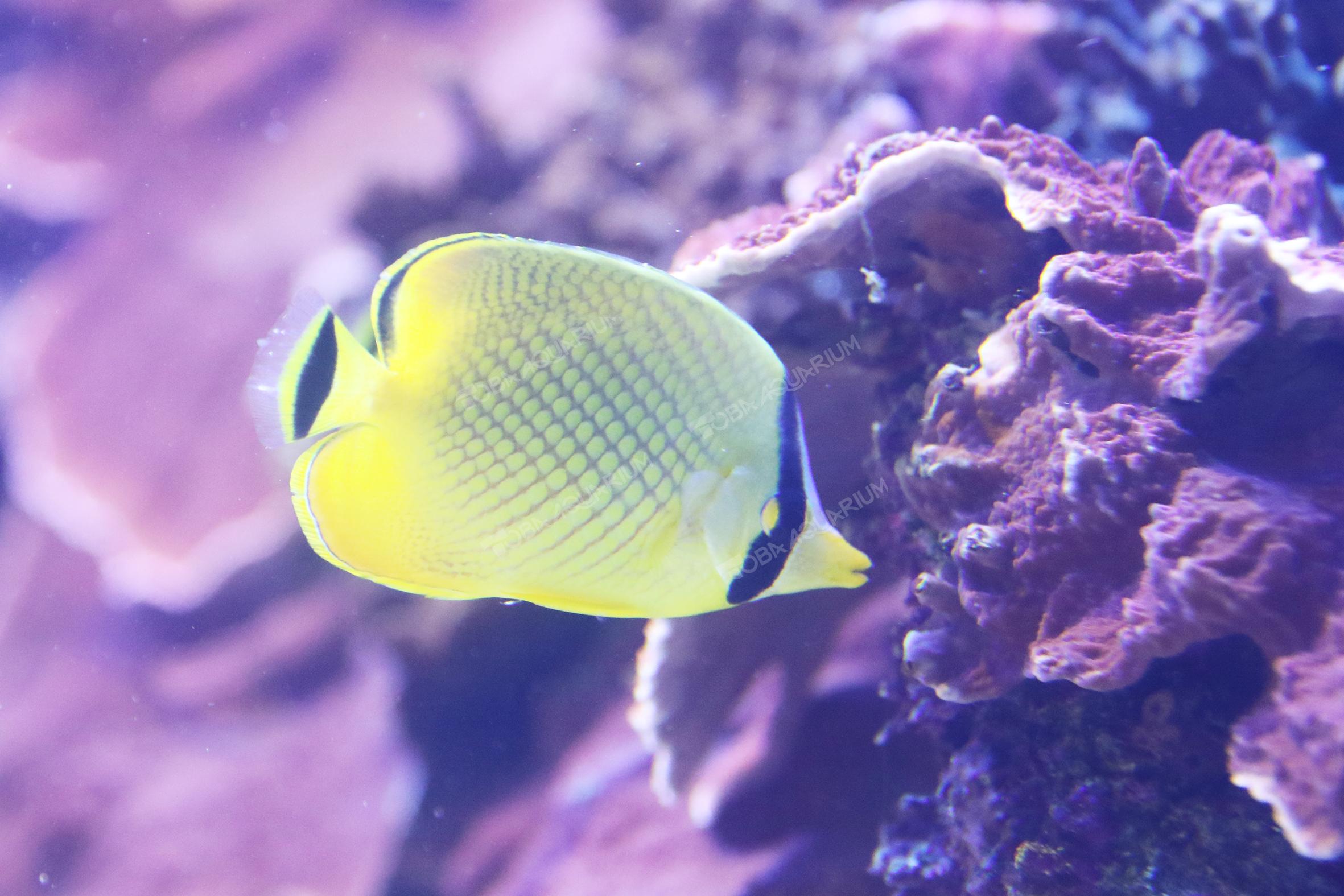 アミチョウチョウウオ 生きもの図鑑 鳥羽水族館