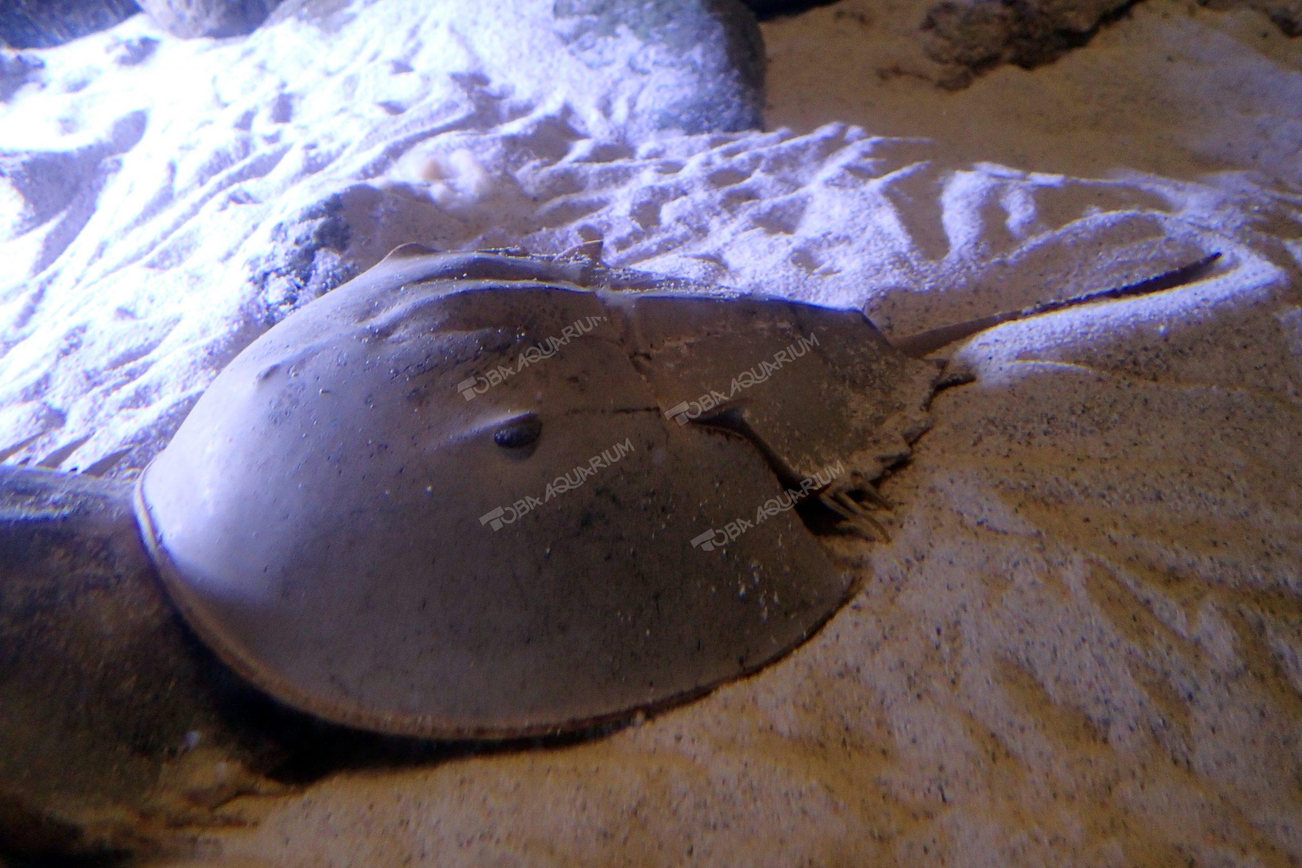 アメリカカブトガニ 生きもの図鑑 鳥羽水族館