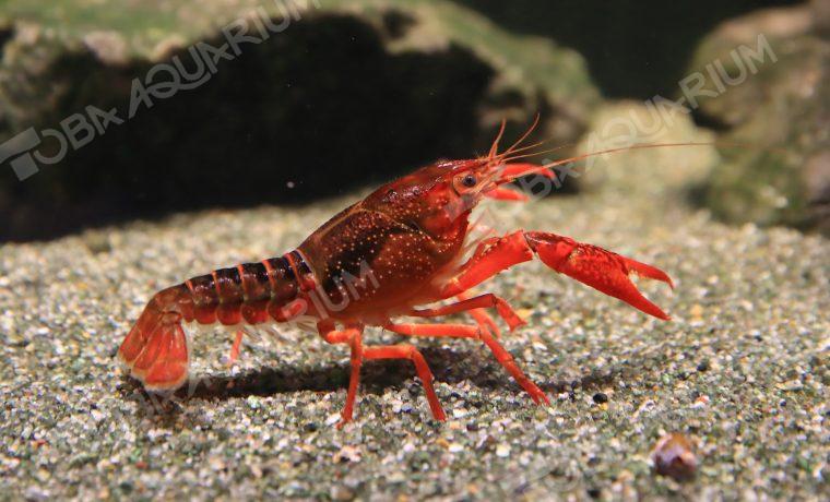 アメリカザリガニ 生きもの図鑑 鳥羽水族館