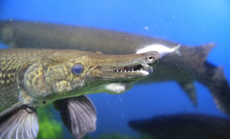 アリゲーターガー 生きもの図鑑 鳥羽水族館 アリゲーターガー 生きもの図鑑 鳥羽水族館