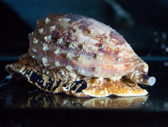 無脊椎動物 生きもの図鑑 鳥羽水族館 無脊椎動物 生きもの図鑑 鳥羽水族館