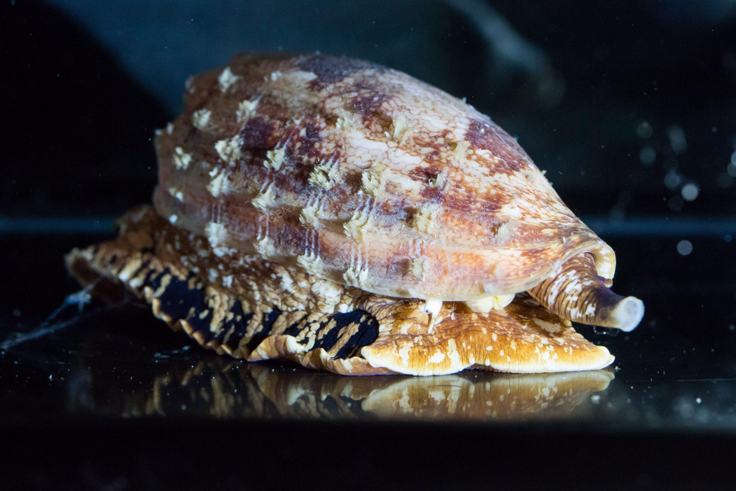 アンボイナガイ 生きもの図鑑 鳥羽水族館