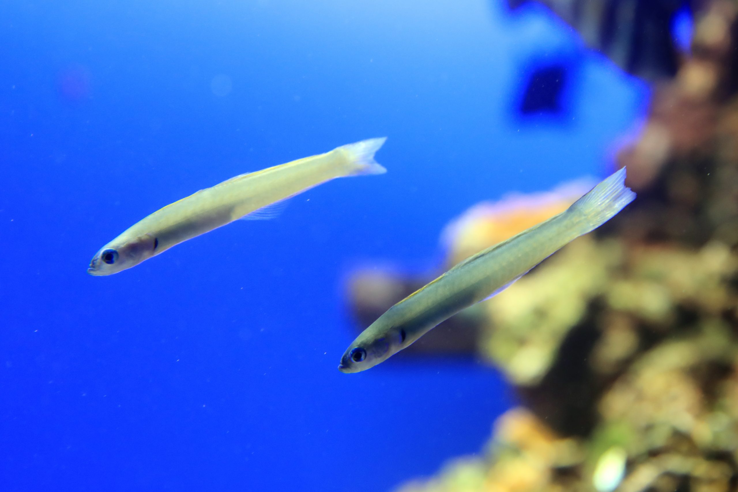 イトマンクロユリハゼ 生きもの図鑑 鳥羽水族館 イトマンクロユリハゼ 生きもの図鑑 鳥羽水族館