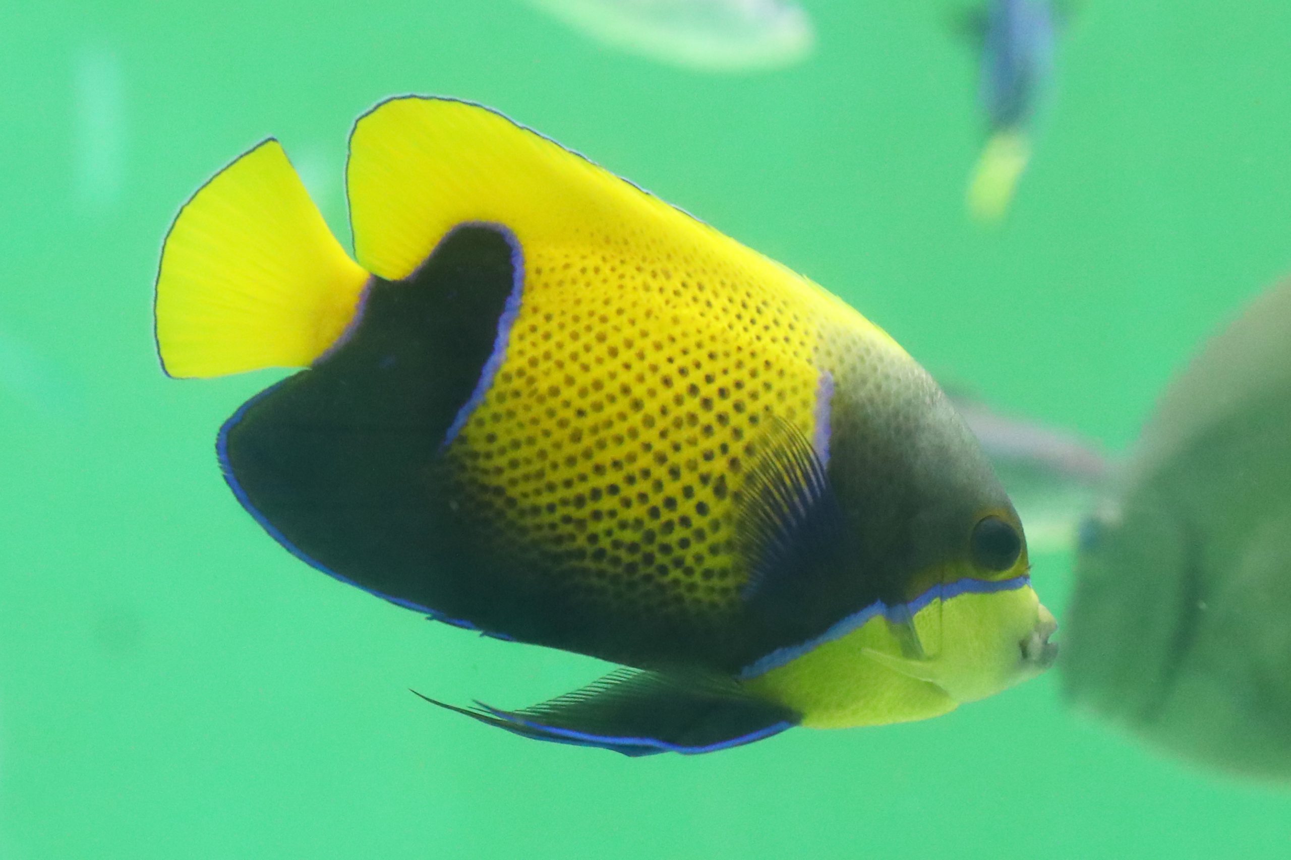 イナズマヤッコ 生きもの図鑑 鳥羽水族館