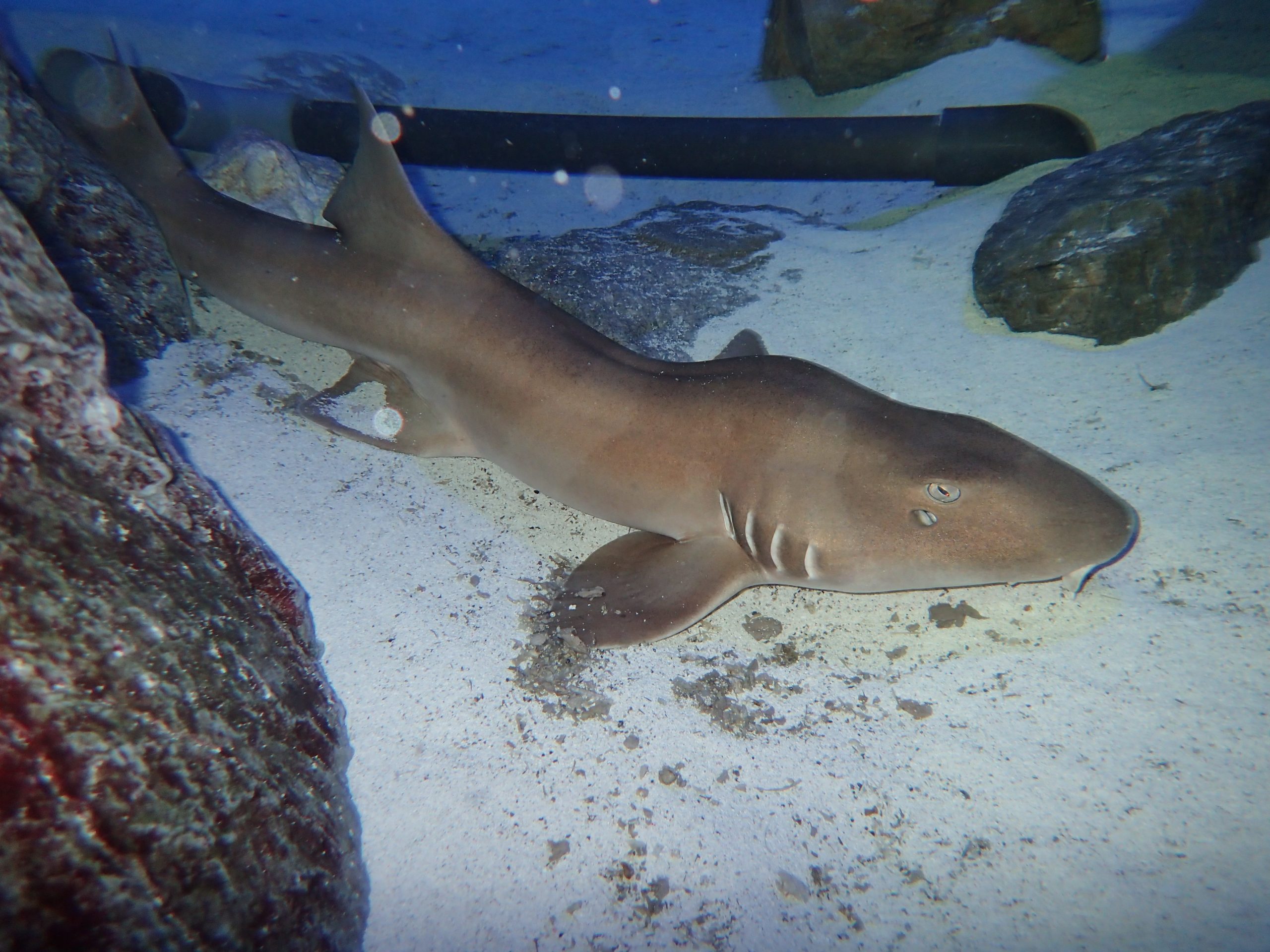 イヌザメ 生きもの図鑑 鳥羽水族館 イヌザメ 生きもの図鑑 鳥羽水族館