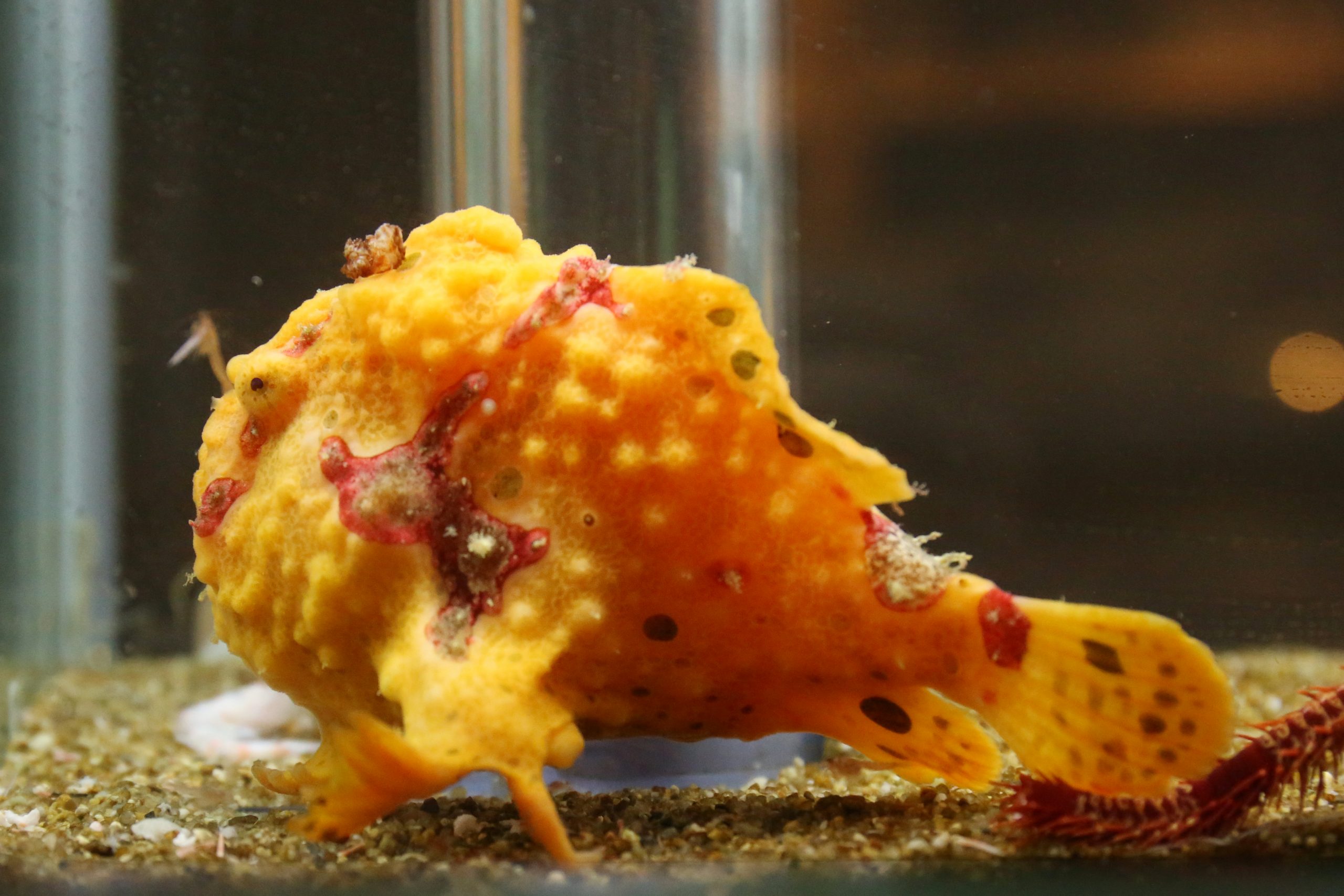イロカエルアンコウ 生きもの図鑑 鳥羽水族館
