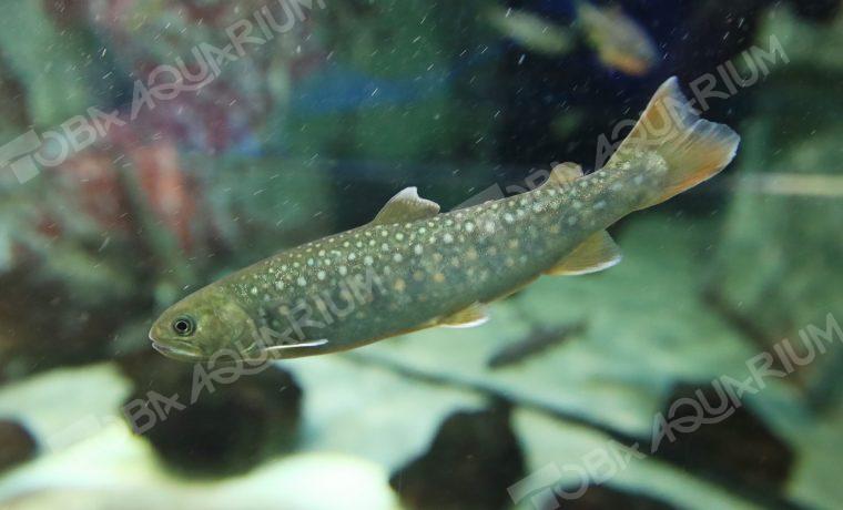 ニッコウイワナ 生きもの図鑑 鳥羽水族館 ニッコウイワナ 生きもの図鑑 鳥羽水族館