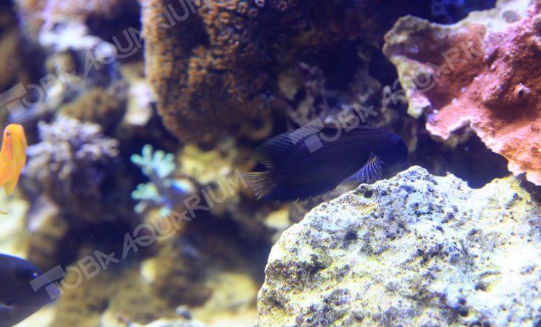 インドカエルウオ 生きもの図鑑 鳥羽水族館 インドカエルウオ 生きもの図鑑 鳥羽水族館