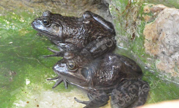 ウシガエル 生きもの図鑑 鳥羽水族館