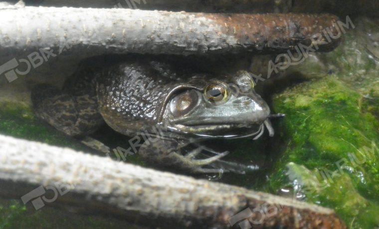 ウシガエル 生きもの図鑑 鳥羽水族館