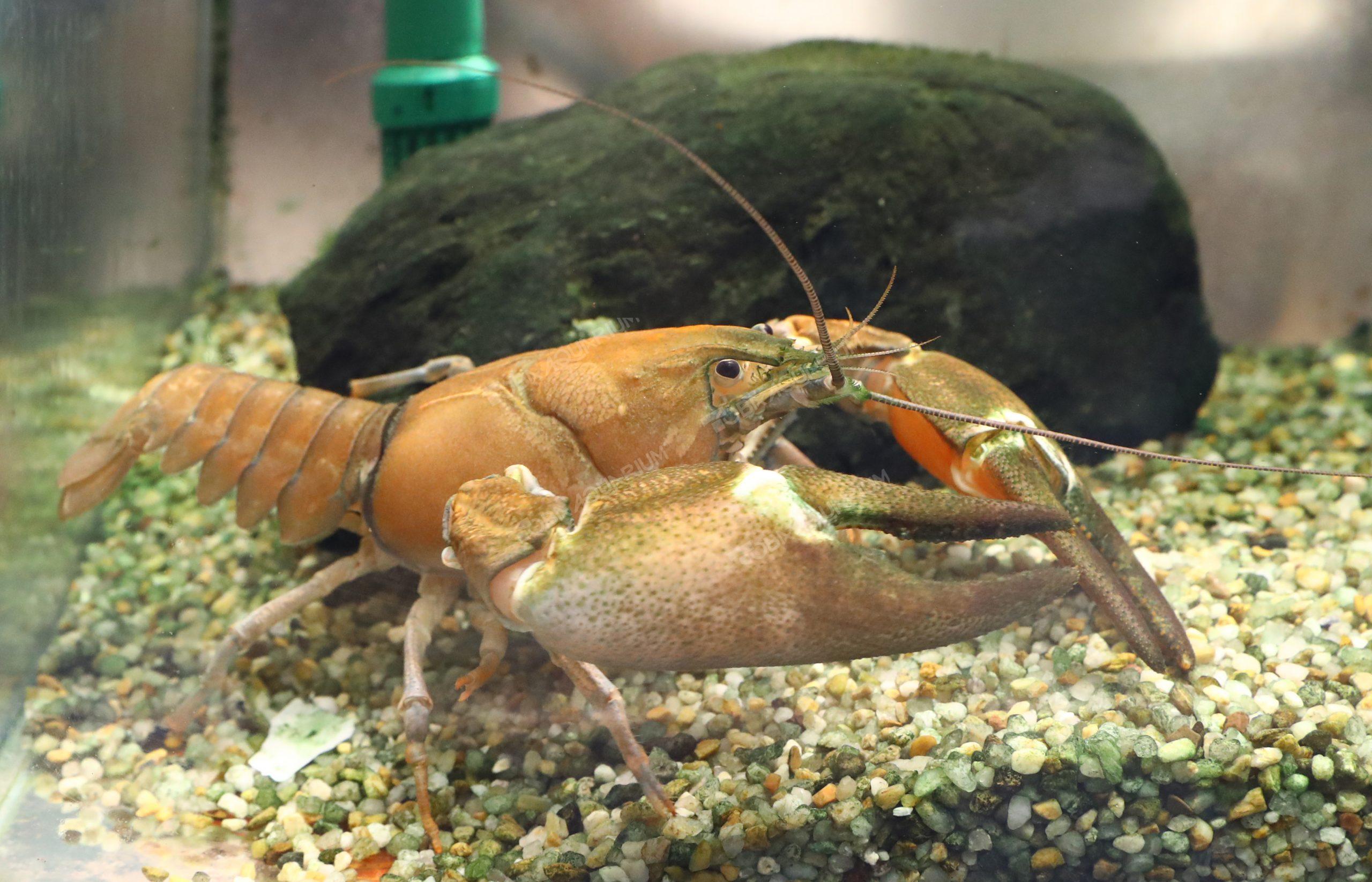 ウチダザリガニ 生きもの図鑑 鳥羽水族館