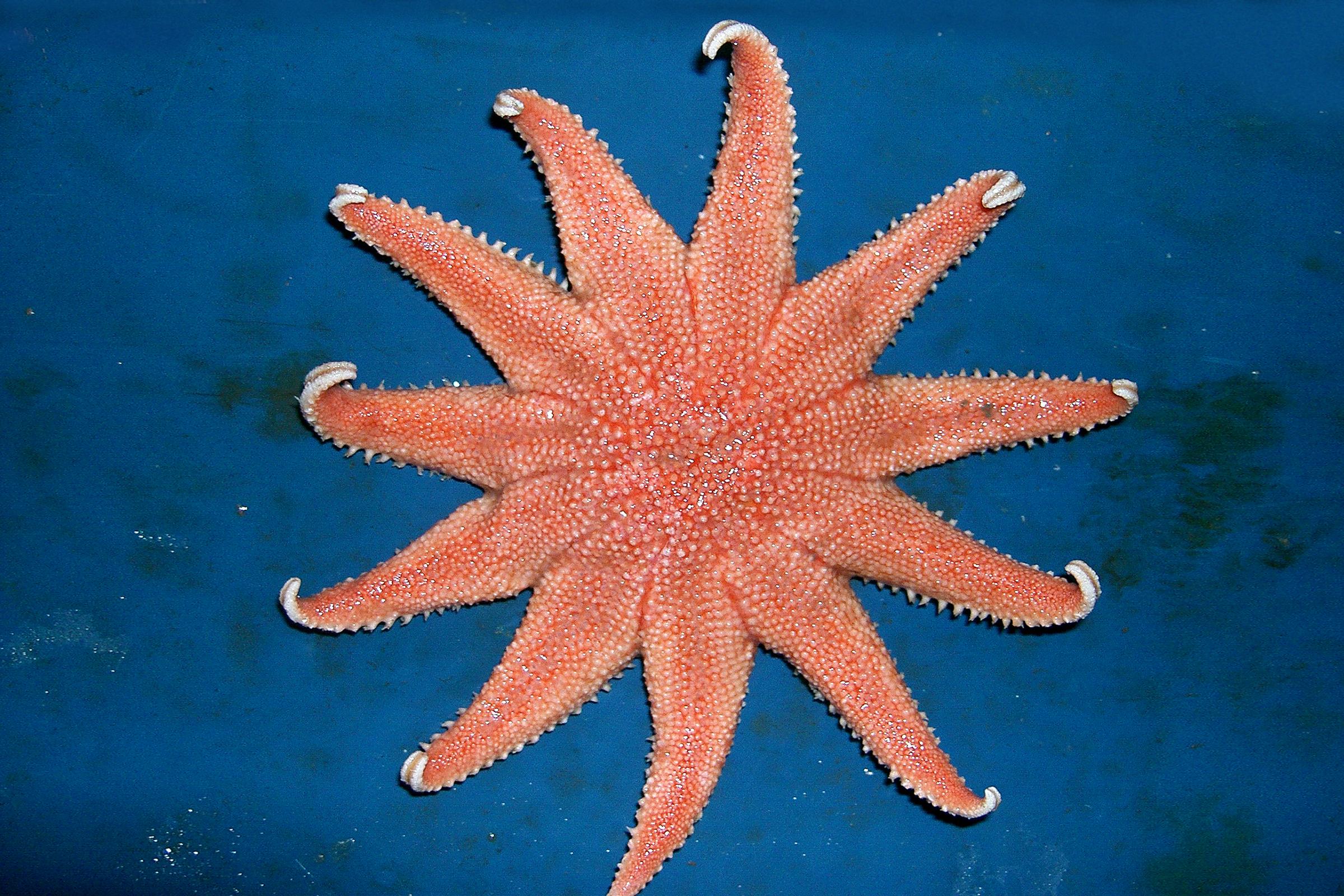 ウチダニチリンヒトデ 生きもの図鑑 鳥羽水族館 ウチダニチリンヒトデ 生きもの図鑑 鳥羽水族館