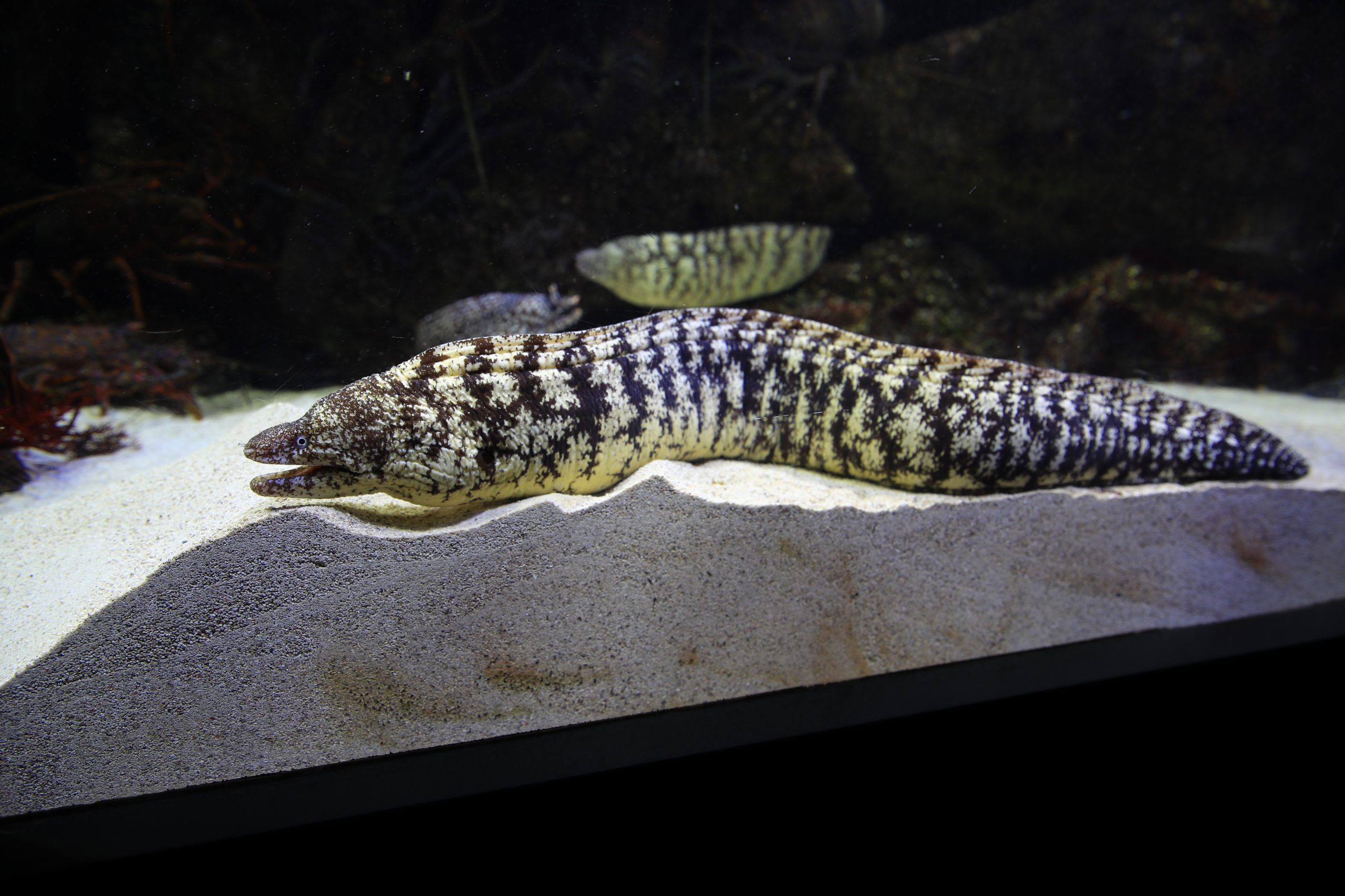 ウツボ 生きもの図鑑 鳥羽水族館 ウツボ 生きもの図鑑 鳥羽水族館