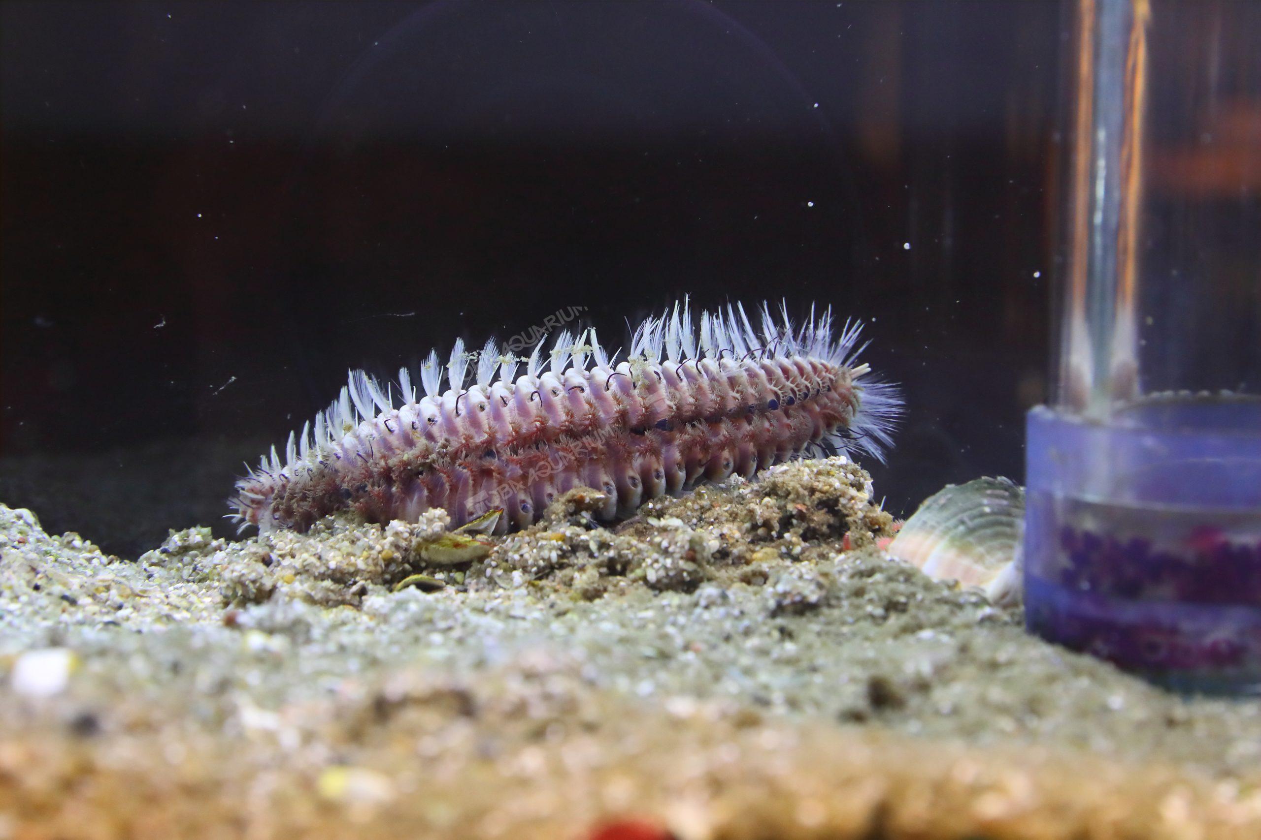 ウミケムシ 生きもの図鑑 鳥羽水族館