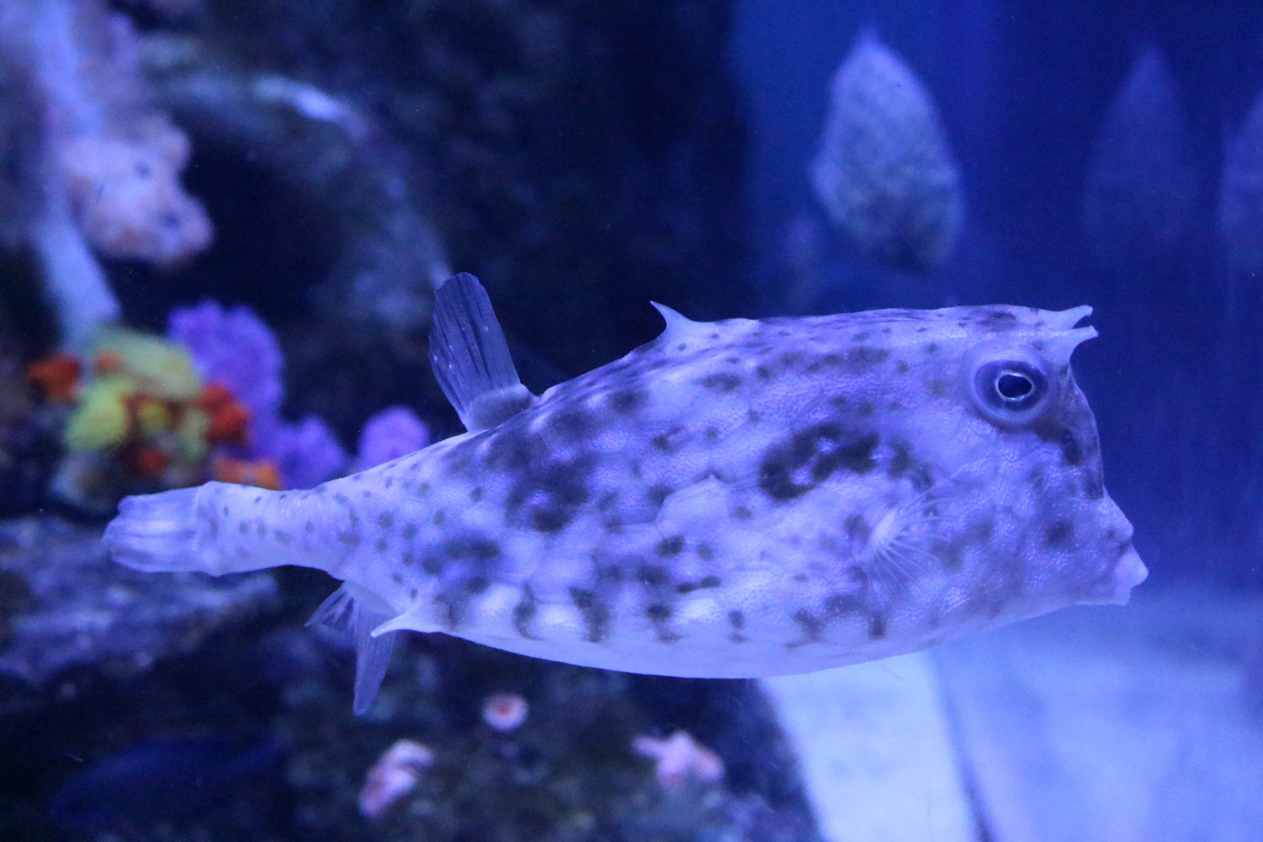 ウミスズメ 生きもの図鑑 鳥羽水族館