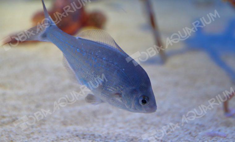 ウミタナゴ - 生きもの図鑑 鳥羽水族館