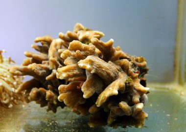 ドフラインクラゲ 生きもの図鑑 鳥羽水族館