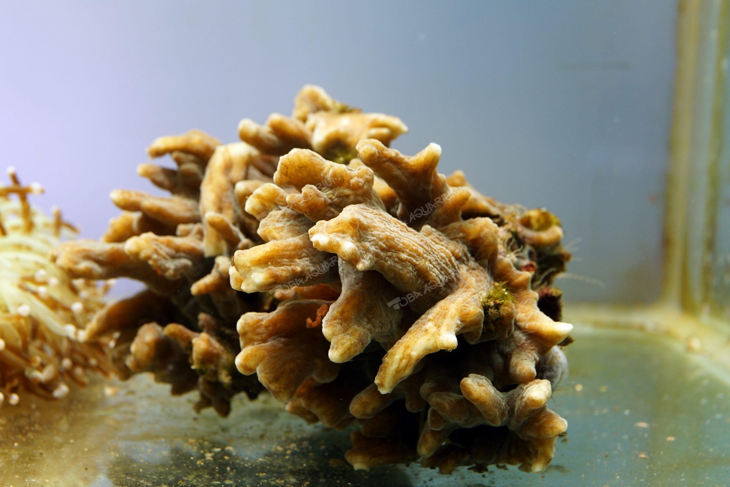 ウミバラ 生きもの図鑑 鳥羽水族館