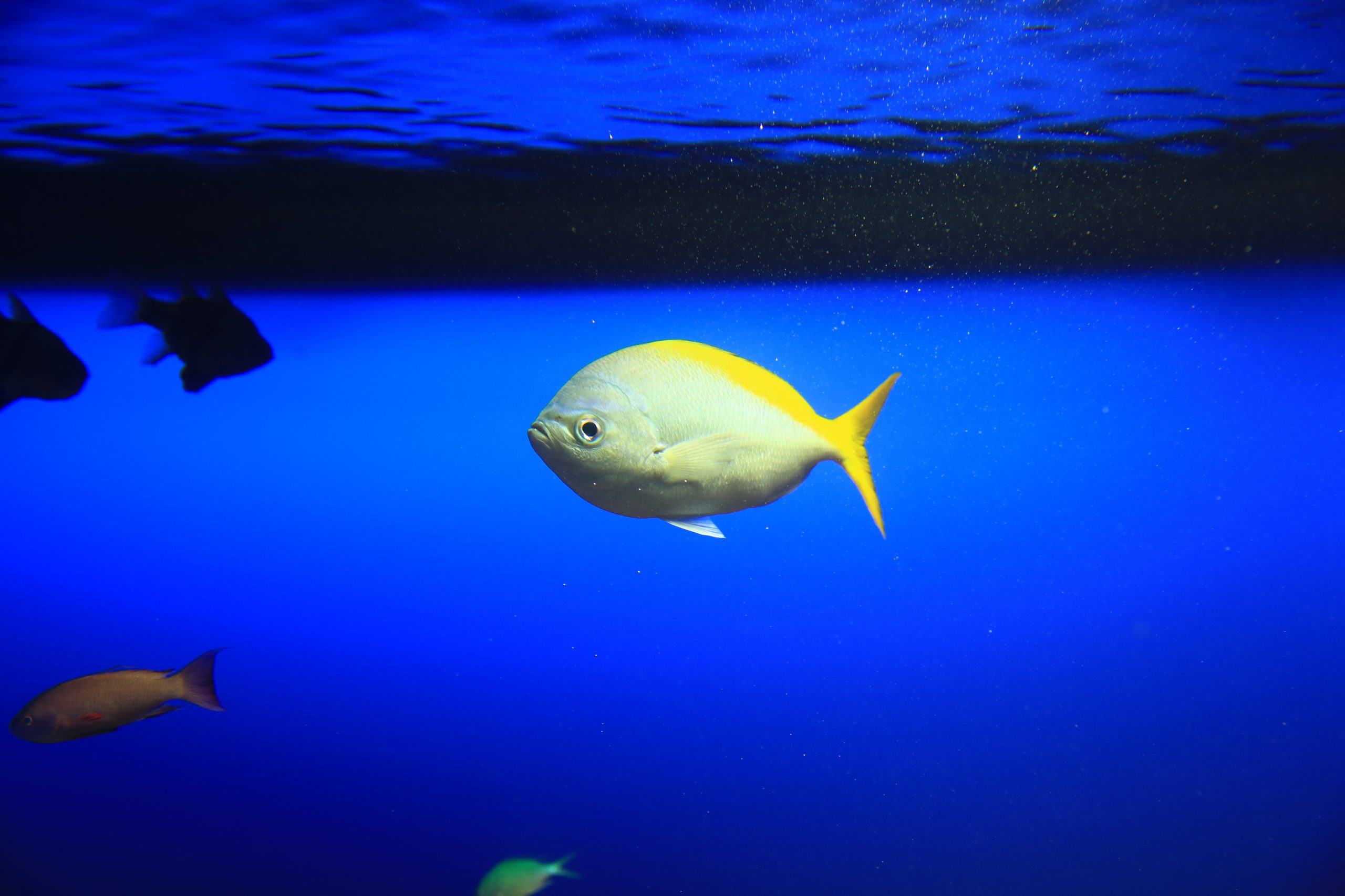 ウメイロモドキ 生きもの図鑑 鳥羽水族館 ウメイロモドキ 生きもの図鑑 鳥羽水族館