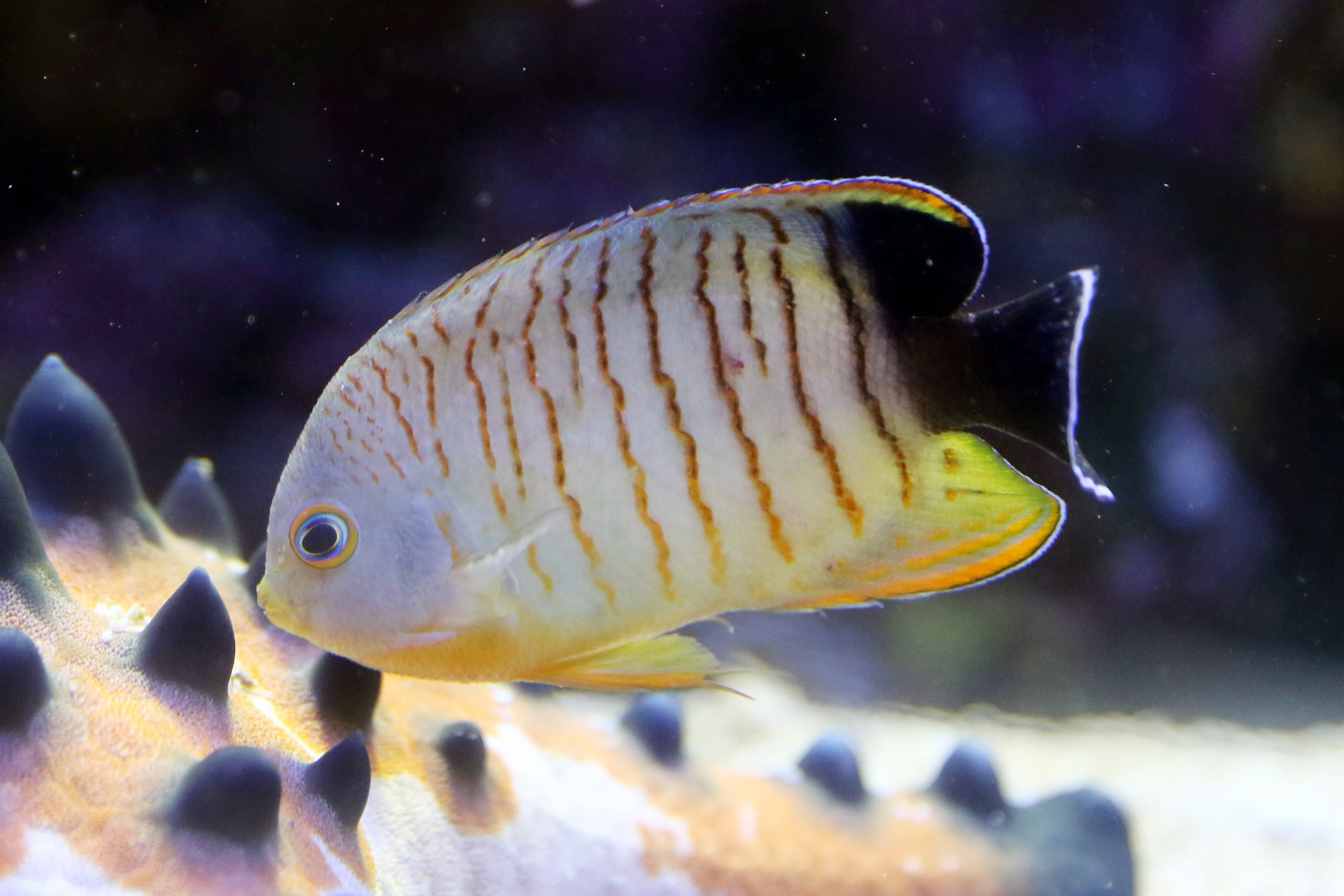 エイブルズエンゼルフィッシュ 生きもの図鑑 鳥羽水族館