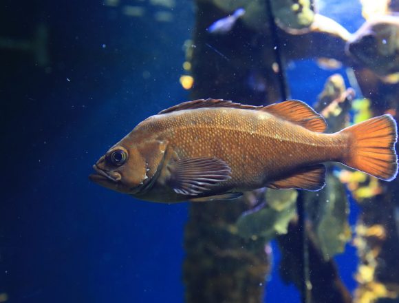 メバル科 生きもの図鑑 鳥羽水族館