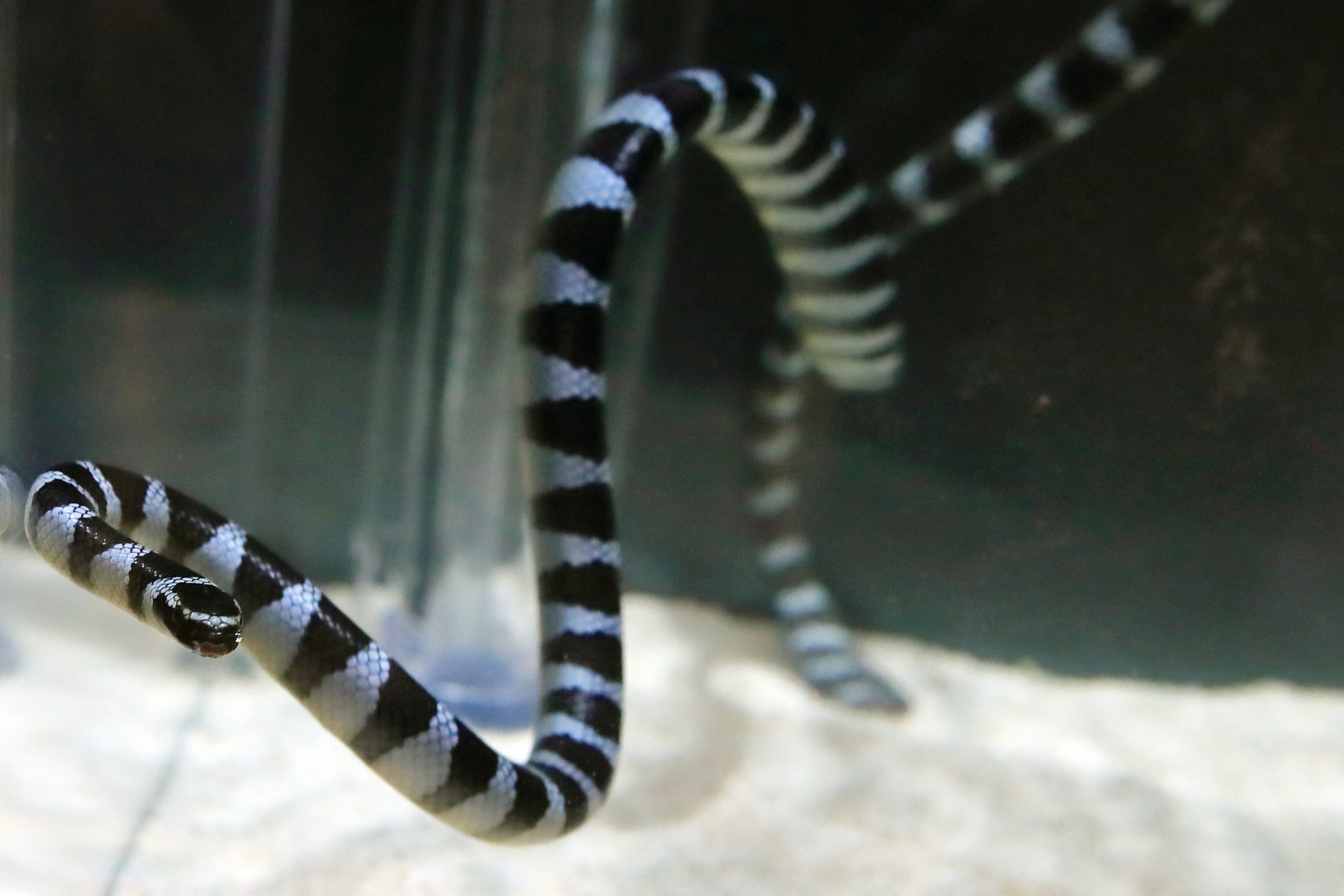 エラブウミヘビ 生きもの図鑑 鳥羽水族館 エラブウミヘビ 生きもの図鑑 鳥羽水族館