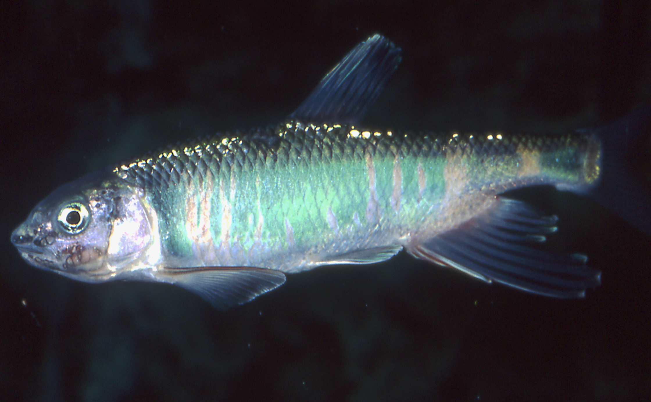 オイカワ 生きもの図鑑 鳥羽水族館 オイカワ 生きもの図鑑 鳥羽水族館